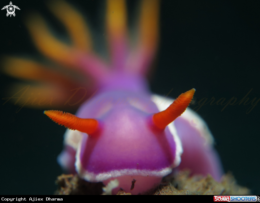 A nudibranch 