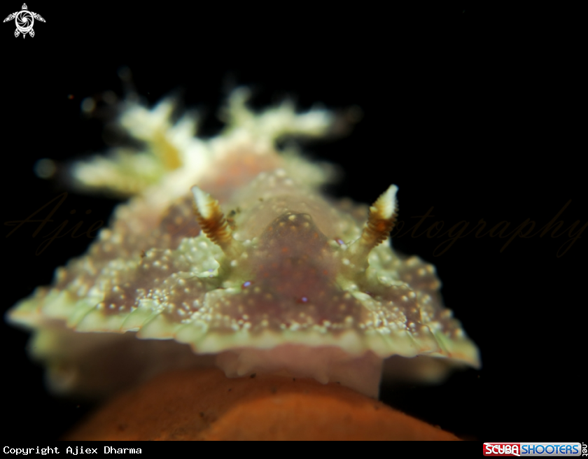 A nudibranch 