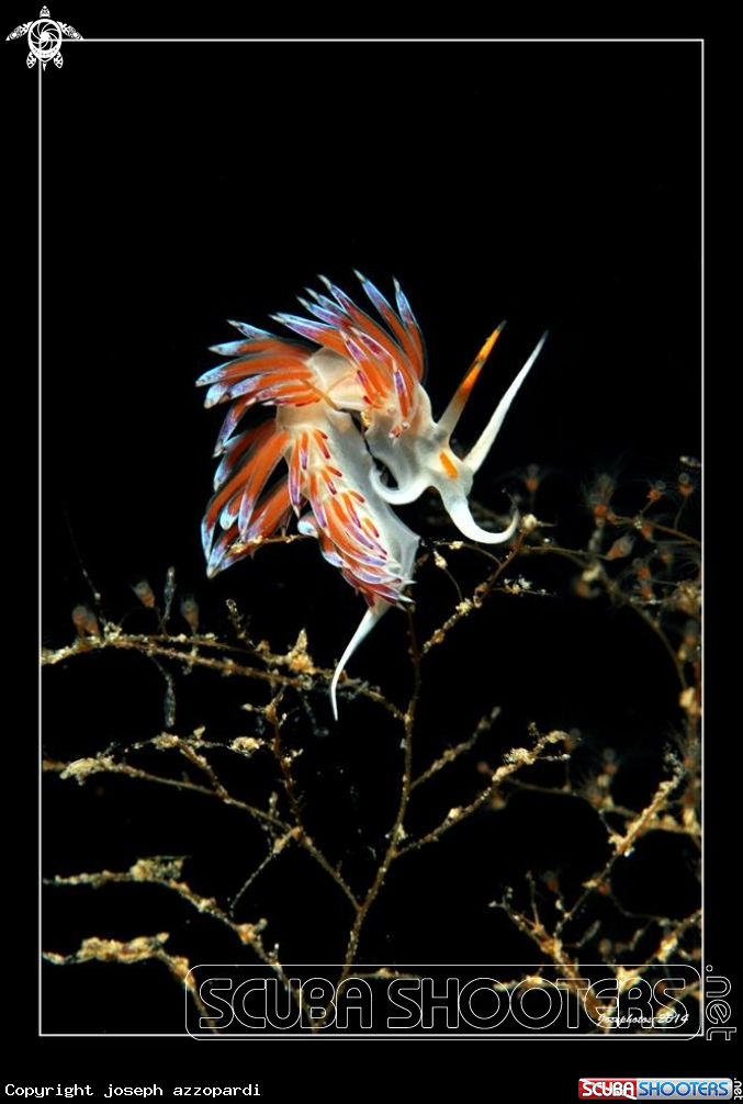 A nudi branch