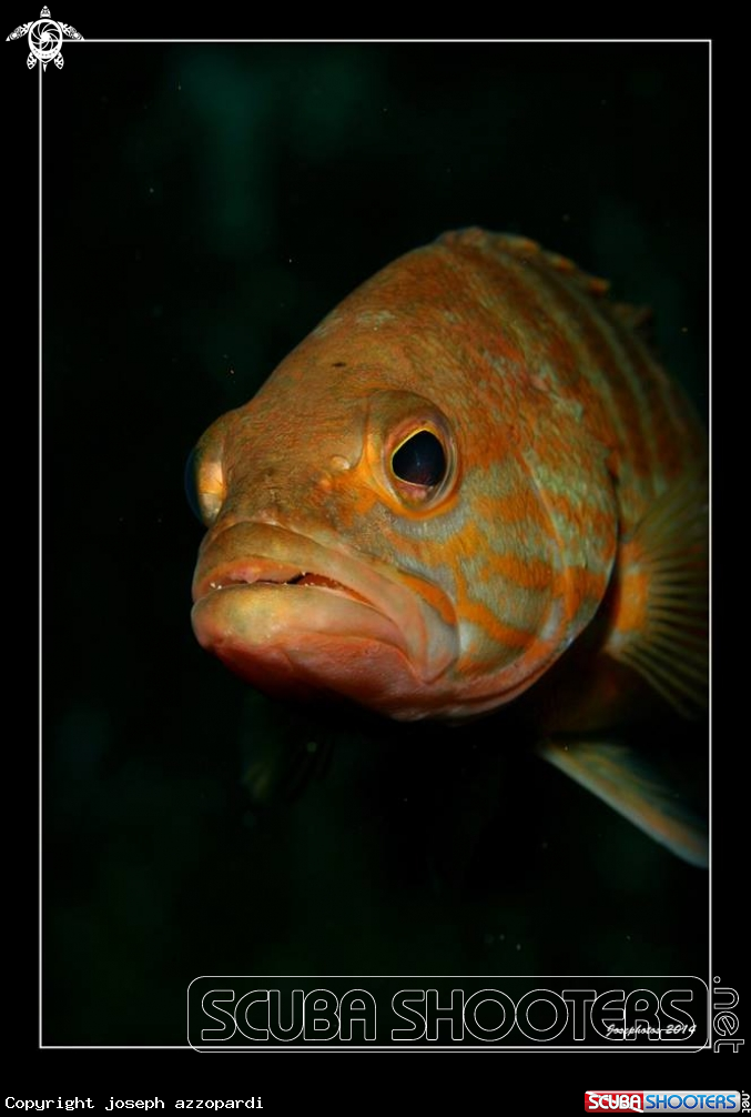 A fish