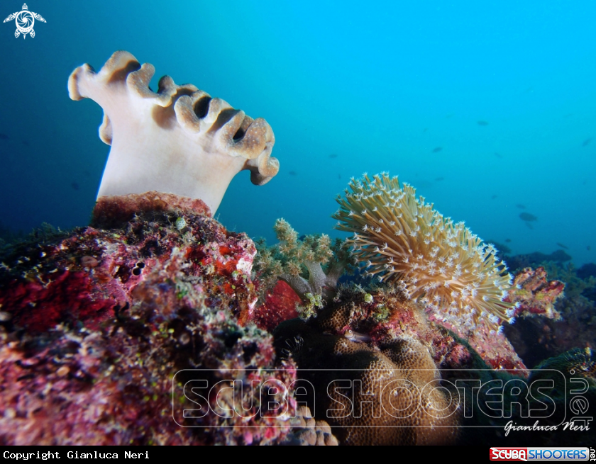 A Soft corals