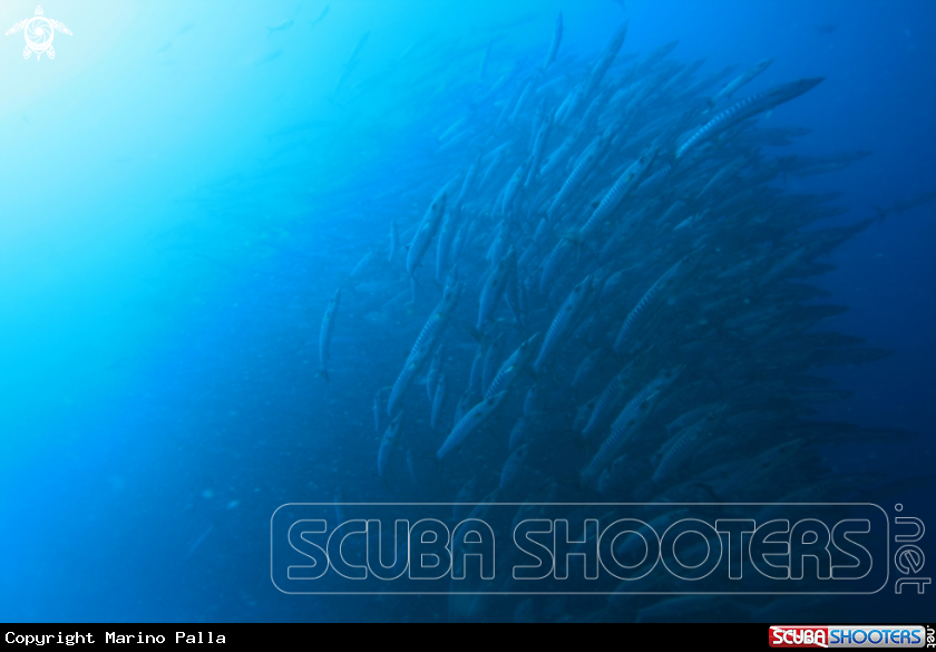 A Barracuda