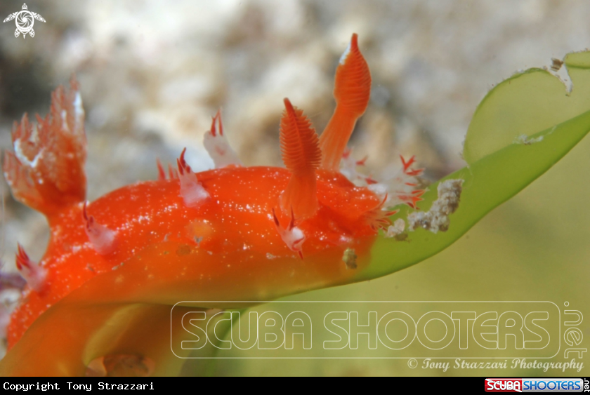 A Spiky Kaloplocamus