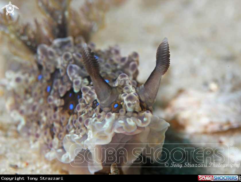 A Krusenstern's Dendrodoris