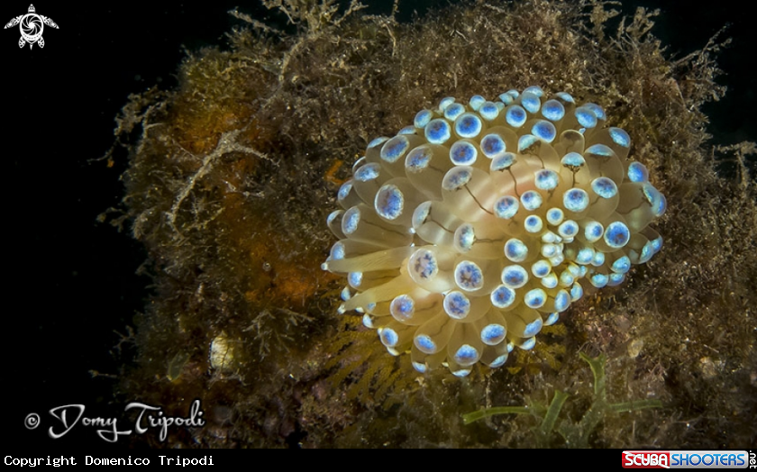 A Janolus cristatus