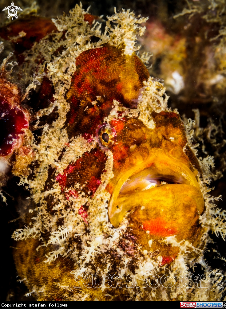 A Frogfish