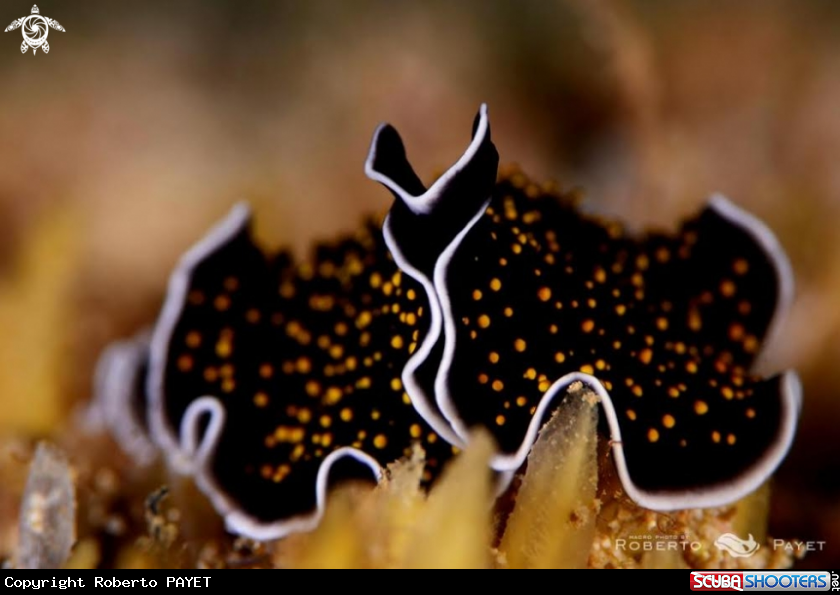 A ver plat ciel étoilé - gold-dotted flatworm