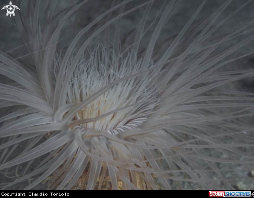 A Cerianthus