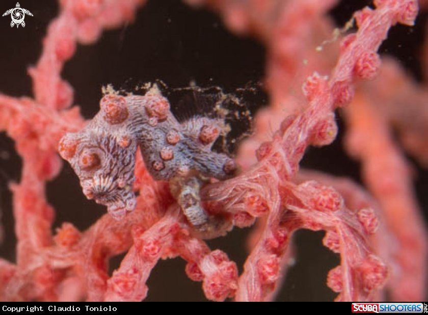 A Hippocampus Bargibanti