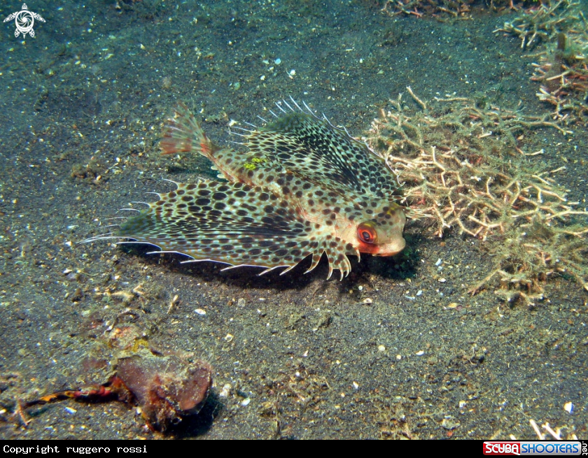 A underwater creature