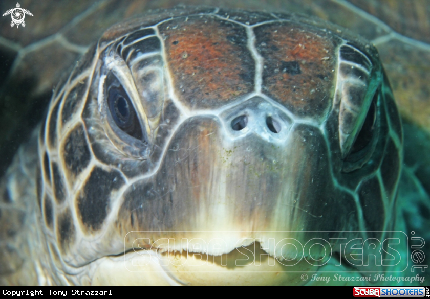 A Green turtle