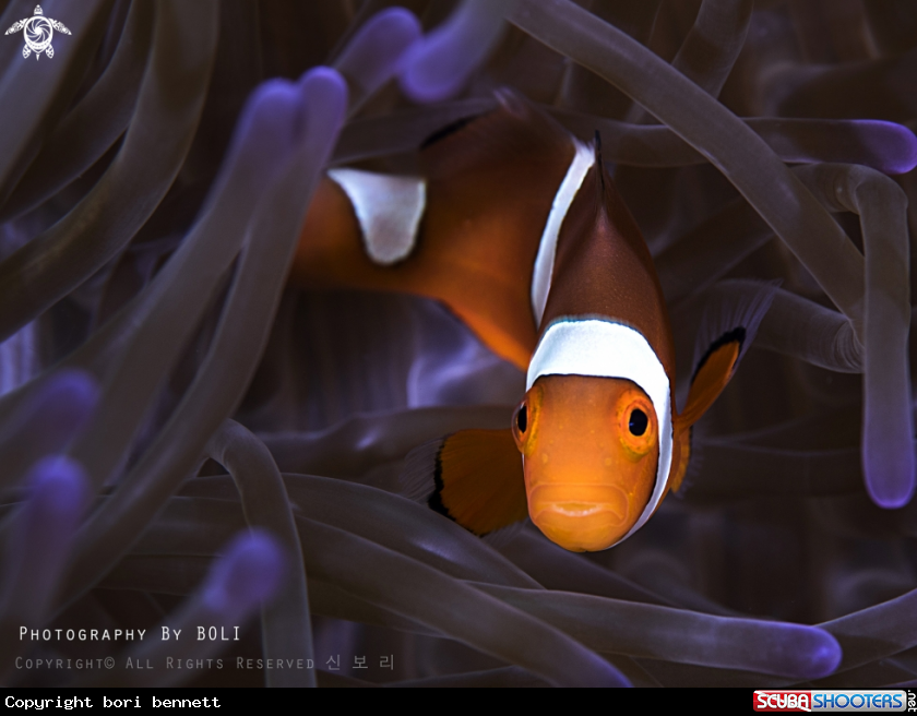 A Clown anemonefish