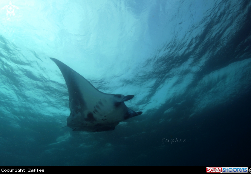 A Manta Ray