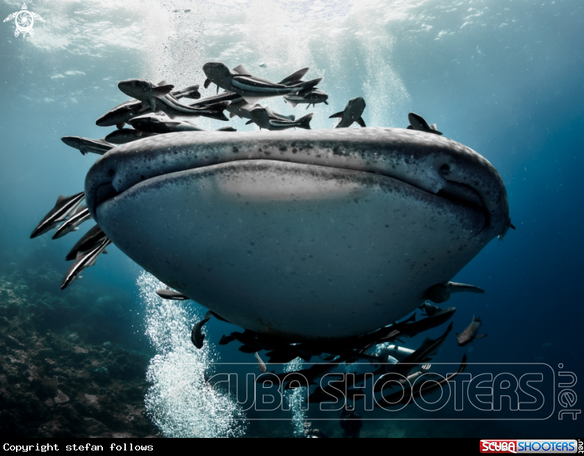 A Whale Shark