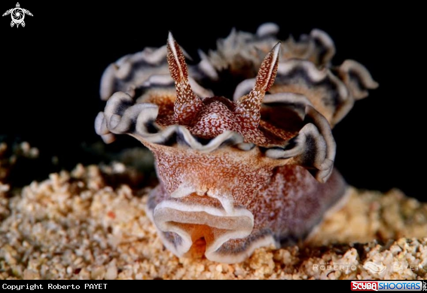 A doris à bord gris - brown-edge glossodorid