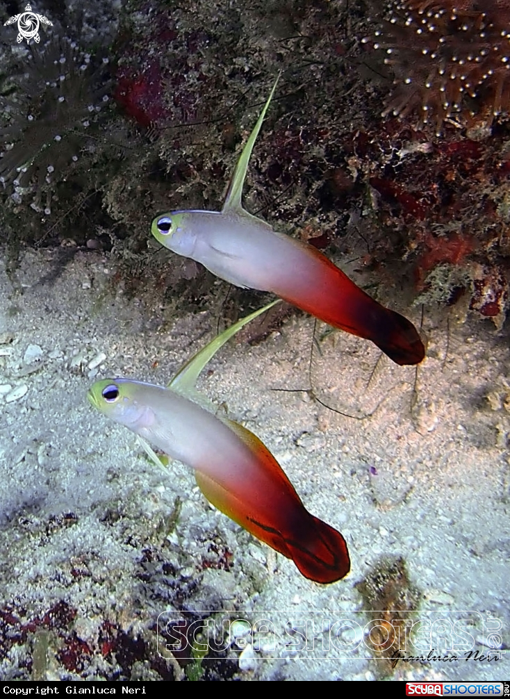 A Fire goby