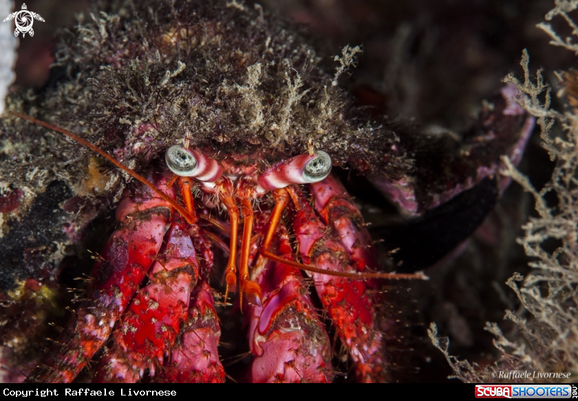 A underwater creature