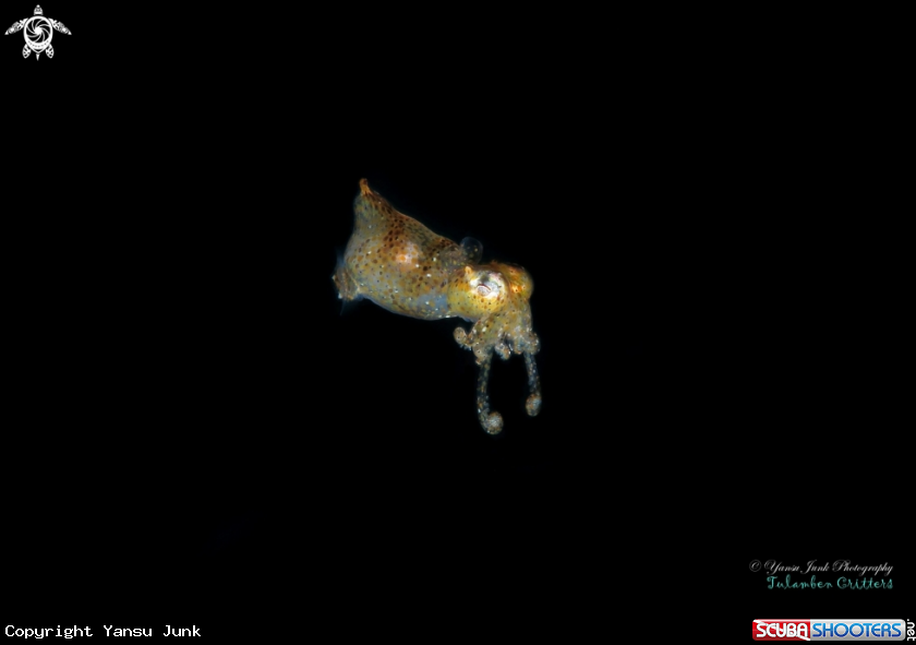 A Pygmy squid