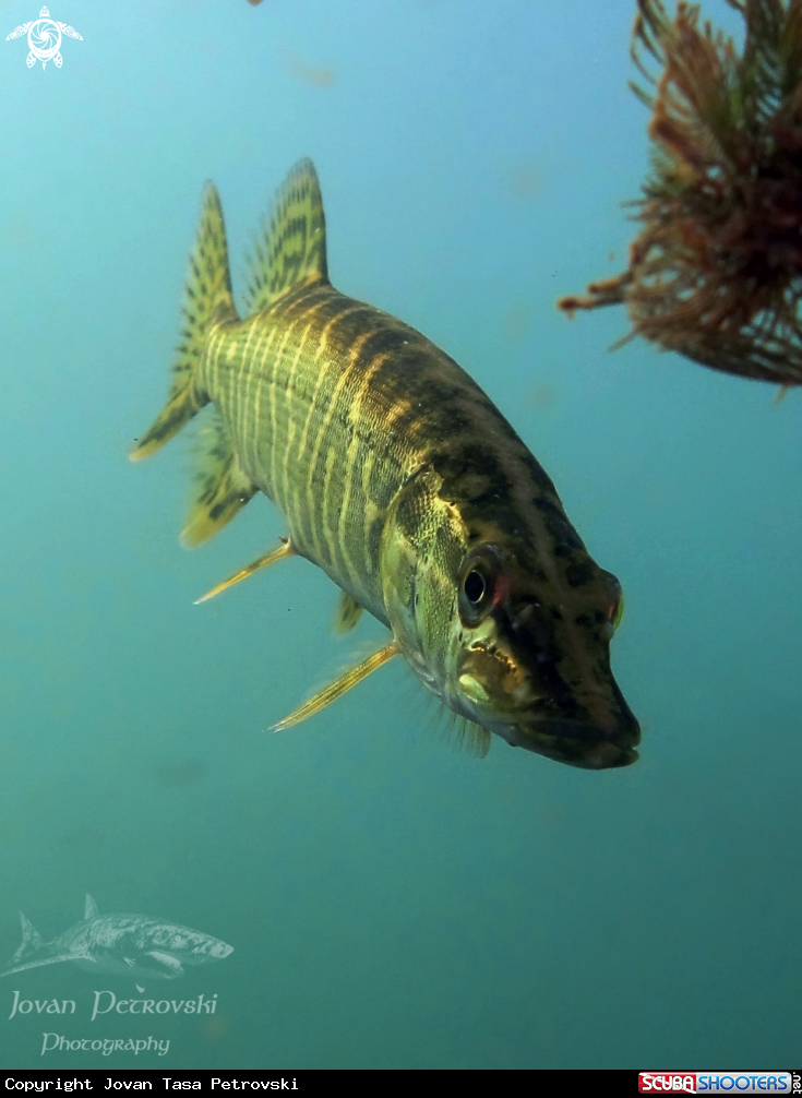 A Štuka / Pike