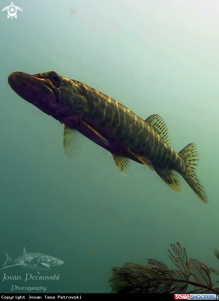 A Štuka / Pike
