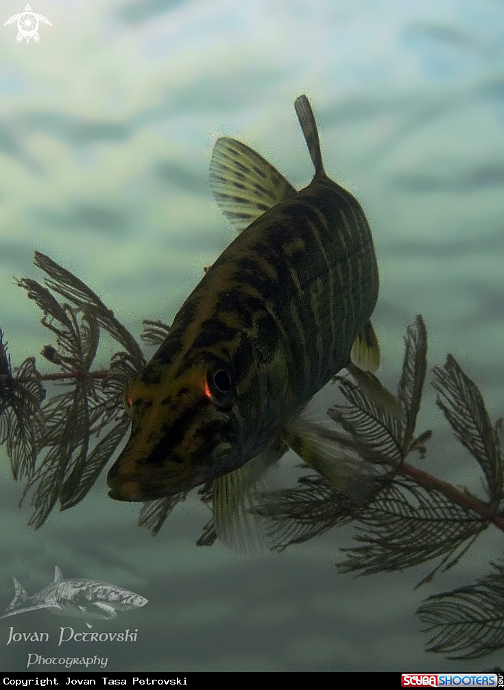A Štuka / Pike