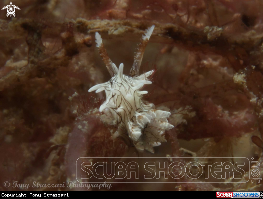 A Pellucid Okenia