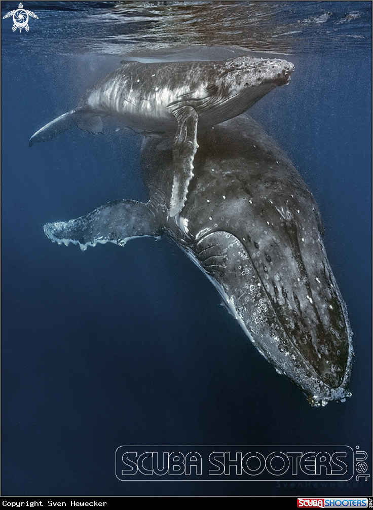 A humpback whale