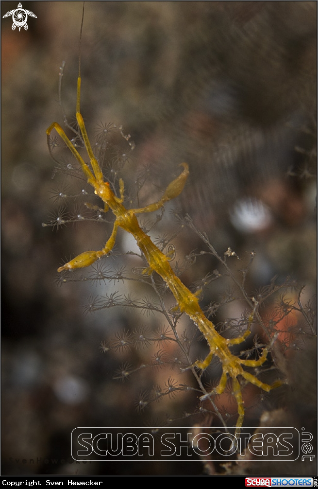 A skeleton shrimp