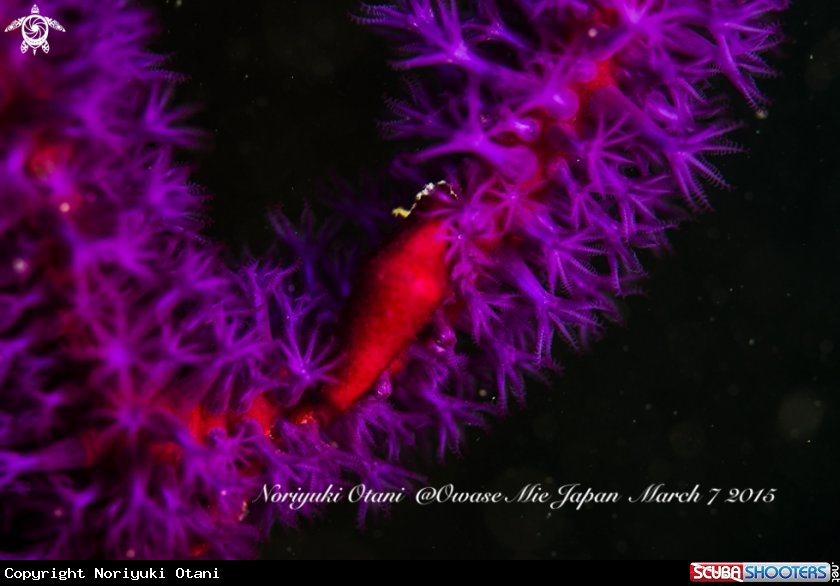 A Allied cowrie