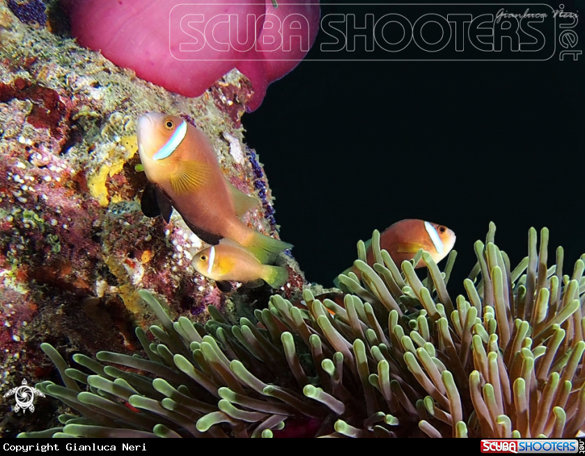 A Clownfish