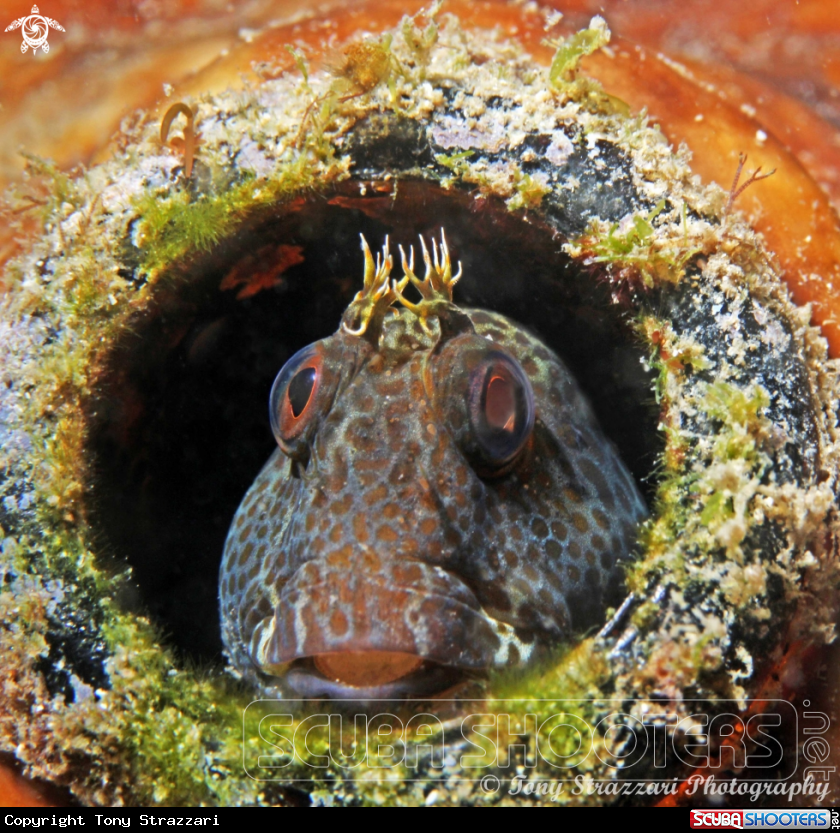A Horned blenny