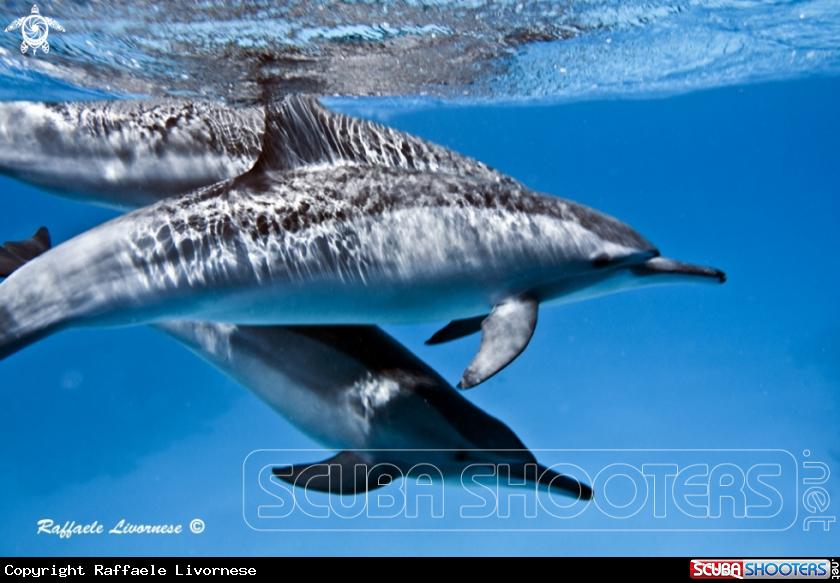 A Dolphins