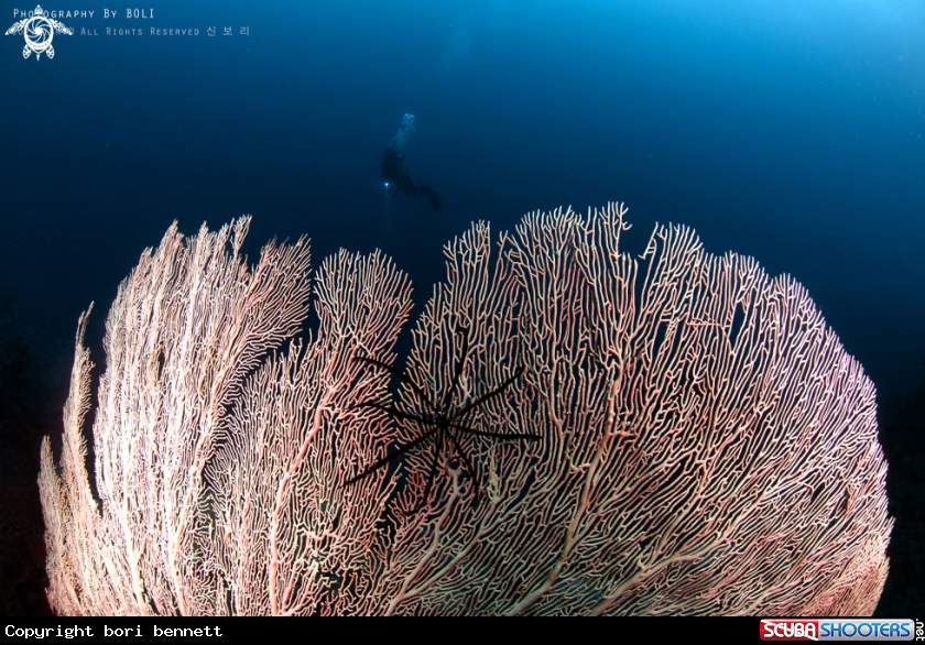 A Sea Fan 