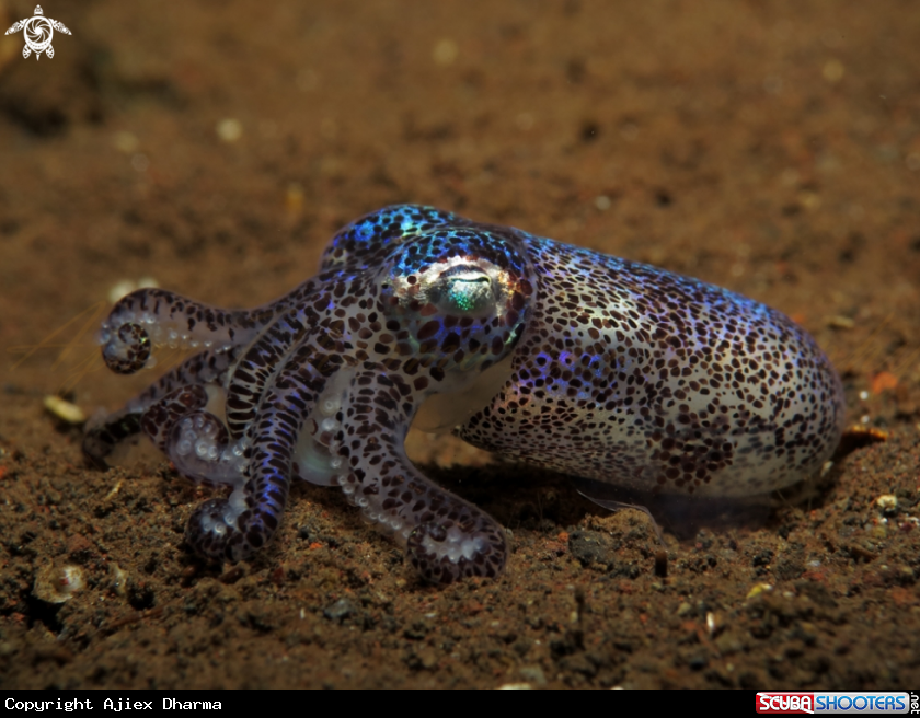 A bobtail squid 