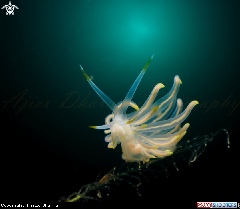 A nudibranch 