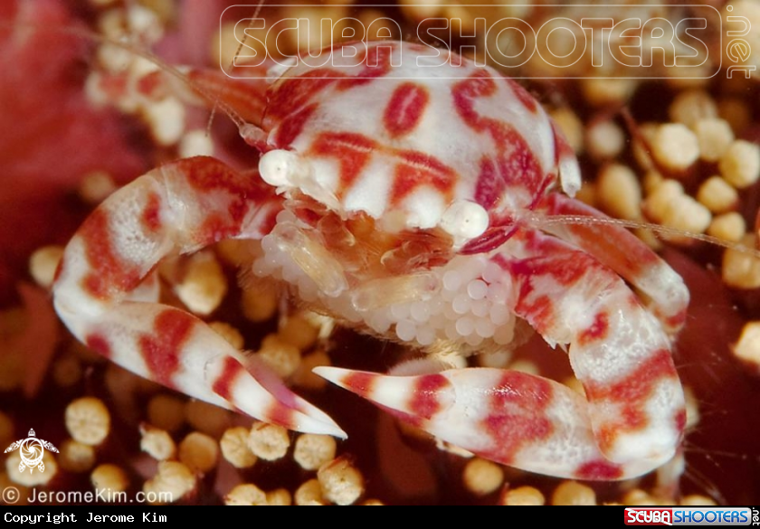 A Porcelain Crab