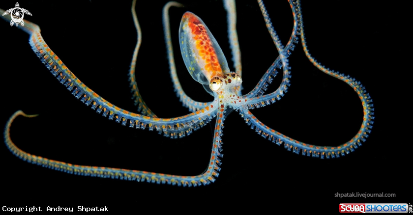A Flying octopus