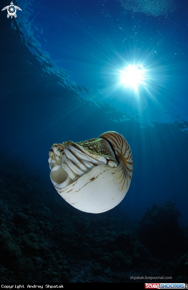 A Nautilus