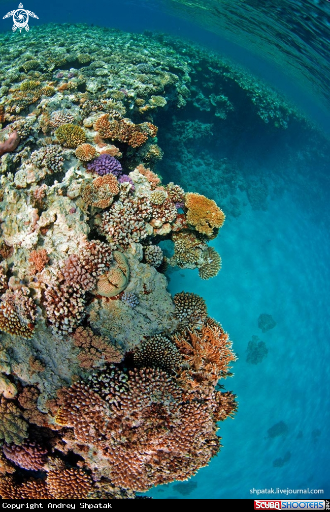 A Reef