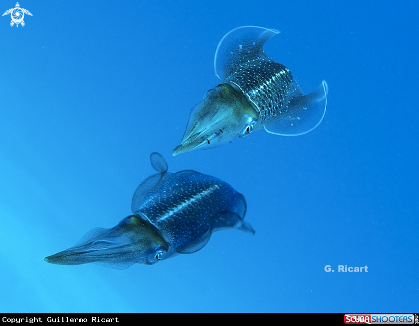 A Caribbean Reef Squid