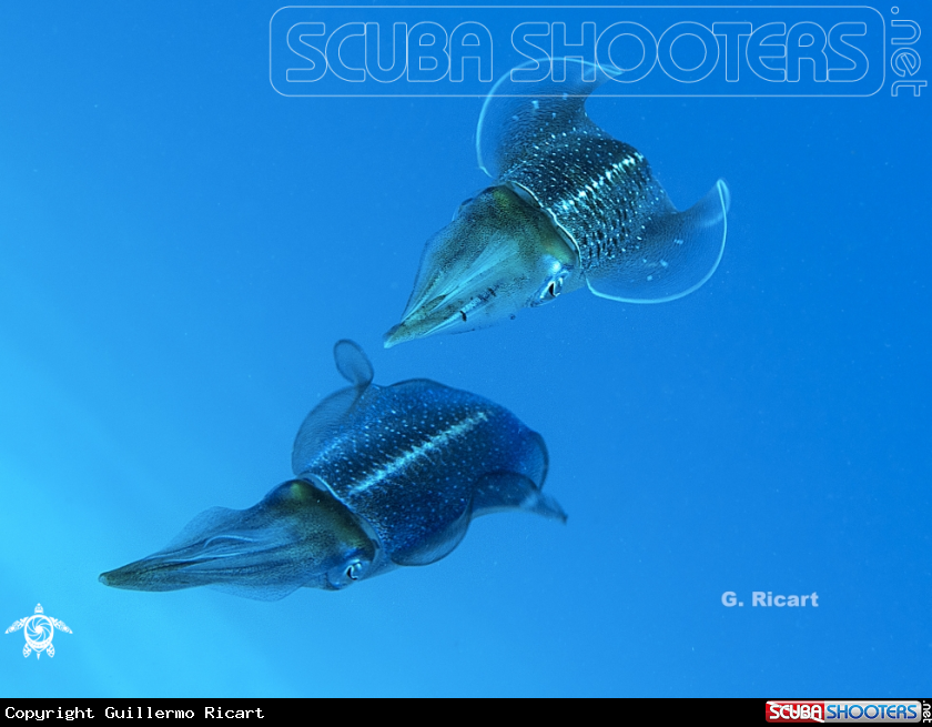 A Caribbean Reef Squid