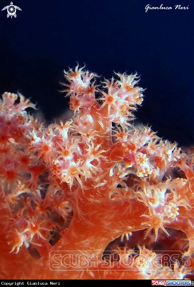 A Alcyonarians