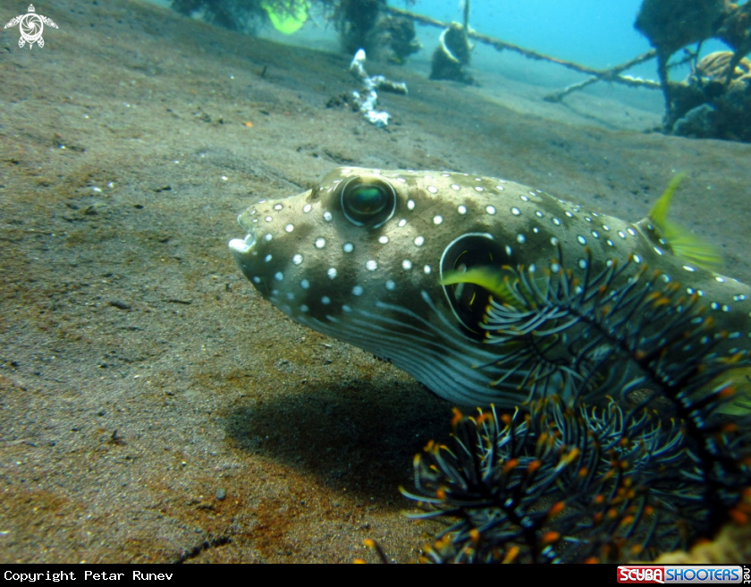 A Pufferfish