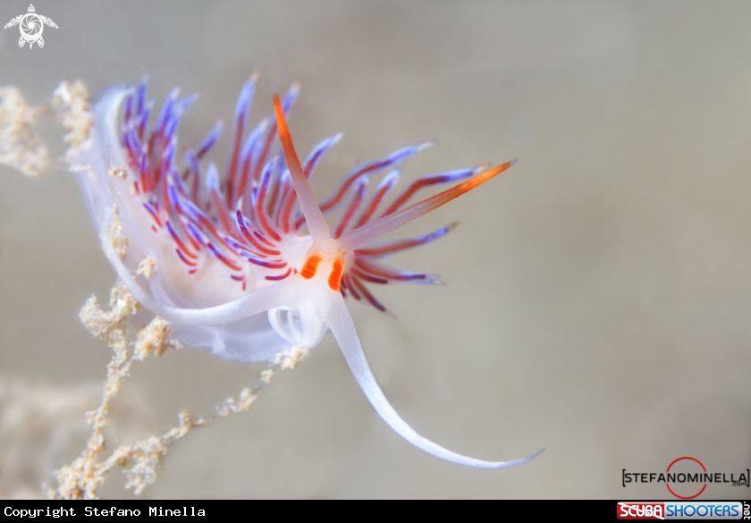 A Nidubranch