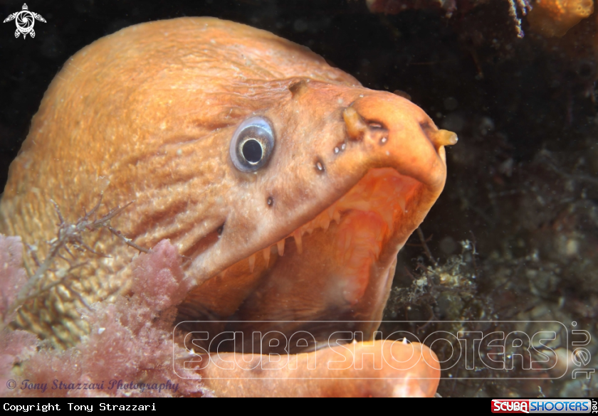 A Green moray