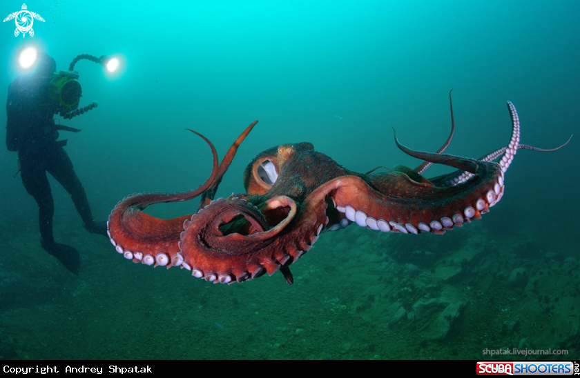 A Octopus