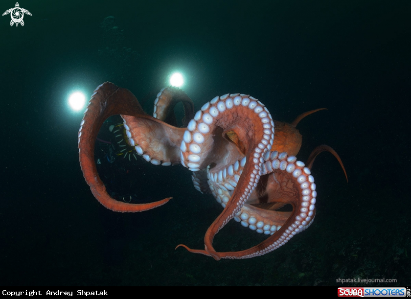 A Octopus