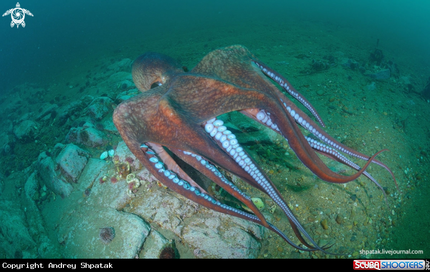 A Octopus