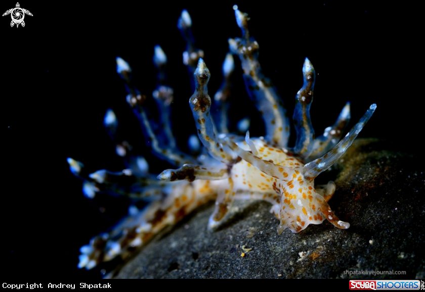 A Nudibranch