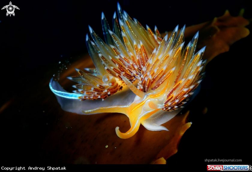 A Nudibranch